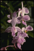 115089 Equestris 'Solid' (Phalaenopsis) A4 Photo Print