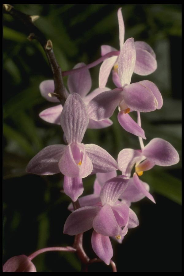 115089 Equestris 'Solid' (Phalaenopsis) A4 Photo Print