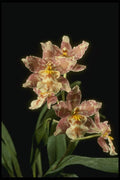 115090 Gable Violet (Phalaenopsis) A4 Photo Print