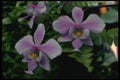 115091 Schilleriana K. (Phalaenopsis) A4 Photo Print
