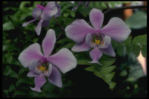 115091 Schilleriana K. (Phalaenopsis) A4 Photo Print