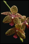115092 Willowbrook (Phalaenopsis) A4 Photo Print