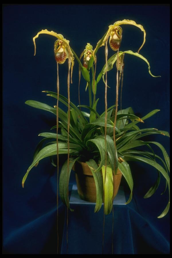 115093 Caudatum (Phragmipedium) A4 Photo Print