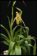 115094 Longifolum (Phragmipedium) A4 Photo Print