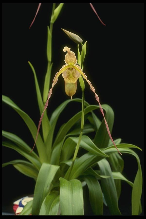 115094 Longifolum (Phragmipedium) A4 Photo Print
