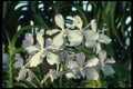 115096 Parviflora (Vanda) A4 Photo Print