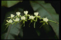 115097 Rothschildiana (Vanda) A4 Photo Print