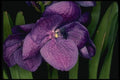 115098 Sunray, X Gordon Dillon (Vanda) A4 Photo Print