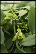 115099 Spectabilis (Vanilla) A4 Photo Print
