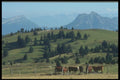116044 Grazing In The Mountains, Annecy A4 Photo Print