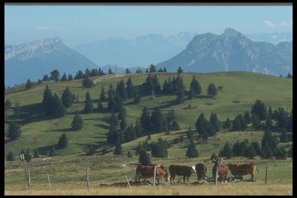 116044 Grazing In The Mountains, Annecy A4 Photo Print