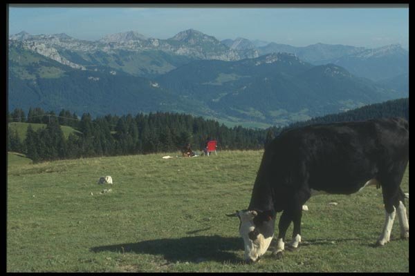 116045 Cows Grazing At High Altitude, Annecy A4 Photo Print