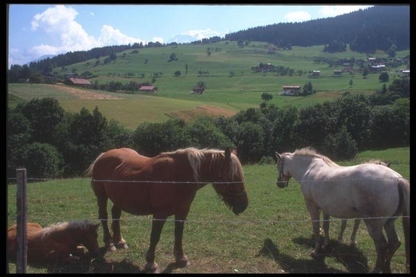 116052 Horses In The Field, Haute Savoie A4 Photo Print