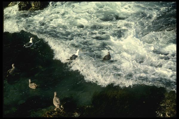 117008 Gulls In Surf, Pacific Grove, CA A4 Photo Print