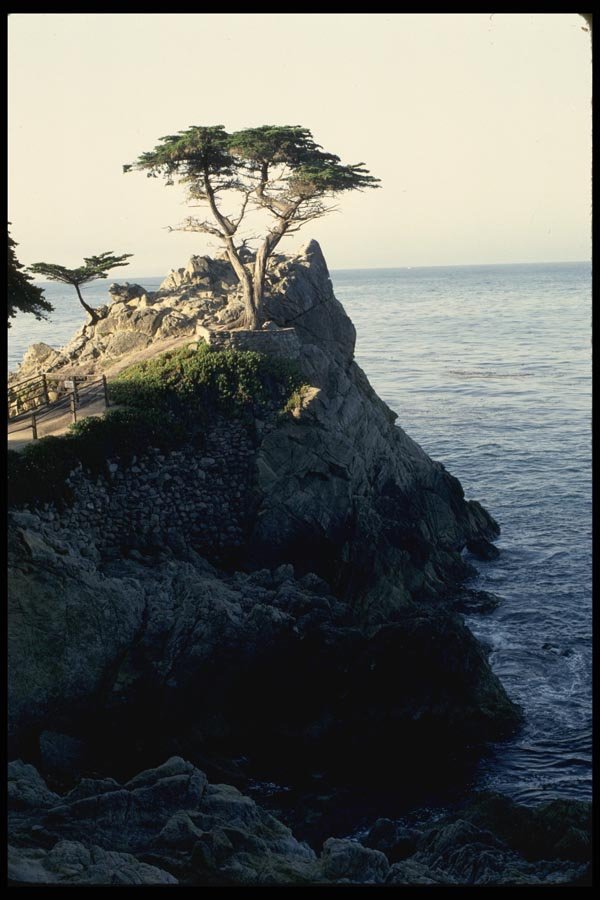 117011 'Lone Cypress', Pebble Beach, CA A4 Photo Print