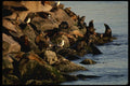 117020 Sea Lion Haul Out, Monterey, CA A4 Photo Print