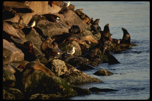117020 Sea Lion Haul Out, Monterey, CA A4 Photo Print