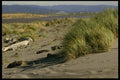 117047 Beach Grass & Estuary, Arcata, CA A4 Photo Print