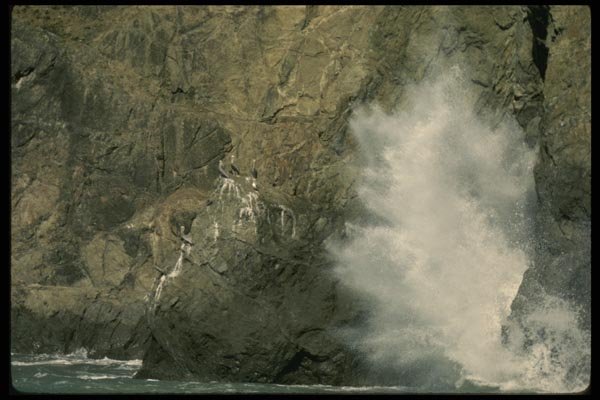 117057 Pelicans & Wave Breaking, Little Wolf Creek, CA A4 Photo Print