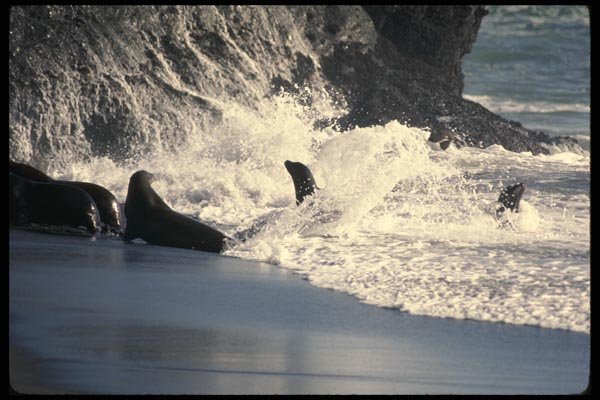 117058 Sea Lions, Sinkyone Wilderness Park, CA A4 Photo Print