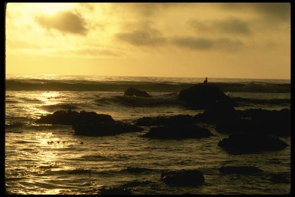 117060 Gulls & Surf At Sunset, King Range, CA A4 Photo Print