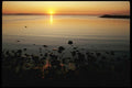 117069 San Francisco Bay, From Berkeley, CA Shore A4 Photo Print