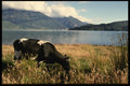 117097 Cow On Shore, Hornopiren, Chile A4 Photo Print
