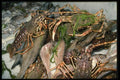 118044 Crustaceans Caught Just Offshore A4 Photo Print
