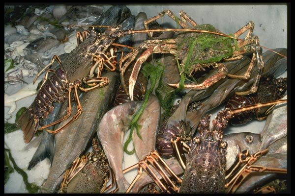 118044 Crustaceans Caught Just Offshore A4 Photo Print