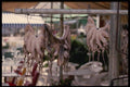 118056 Squid Drying In The Sun Will Soon Be Menu Selections A4 Photo Print