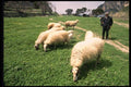 118090 Sheep Graze On High Grass A4 Photo Print