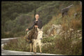118091 On Steep Corfu, The Donkey Is Man's Best Friend A4 Photo Print
