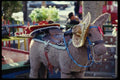 119010 Olvera Street Donkey Mascot A4 Photo Print