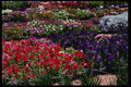 119020 Little Tokyo Festival Flowers A4 Photo Print