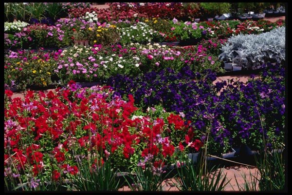 119020 Little Tokyo Festival Flowers A4 Photo Print
