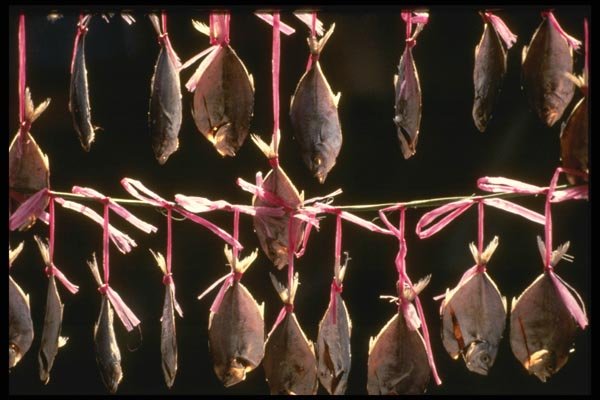 120048 Drying Fish Hanging At A Food Market In Hong Kong A4 Photo Print