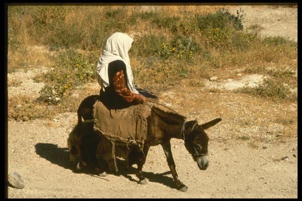 122049 Moslem Girl And Donkey Along Jerusalem Byway A4 Photo Print