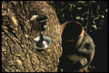122073 Changing Water Into Wine, Symbolic Of Jesus's First Miracle A4 Photo Print