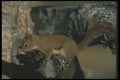 123000 Red Squirrel A4 Photo Print