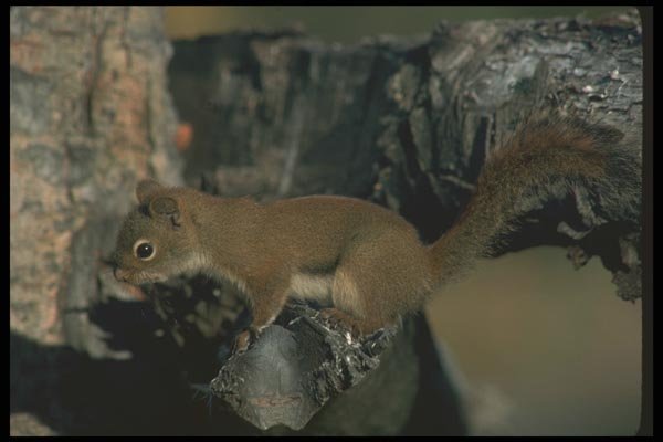 123000 Red Squirrel A4 Photo Print