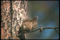 123001 Red Squirrel In Tree A4 Photo Print