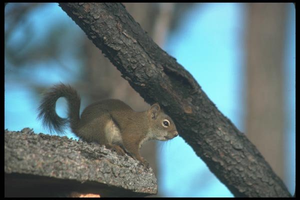 123002 Red Squirrel A4 Photo Print