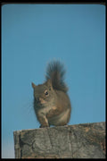 123003 Red Squirrel A4 Photo Print