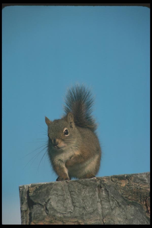 123003 Red Squirrel A4 Photo Print