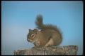123004 Red Squirrel A4 Photo Print