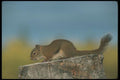 123005 Red Squirrel A4 Photo Print
