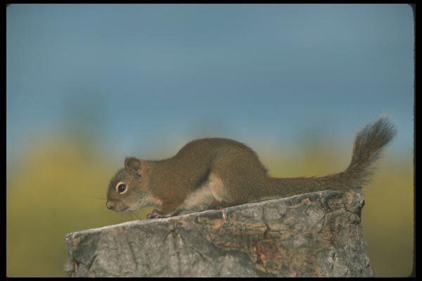 123005 Red Squirrel A4 Photo Print