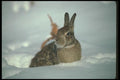 123006 Cottontail Rabbit On Snow A4 Photo Print
