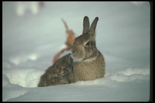 123006 Cottontail Rabbit On Snow A4 Photo Print