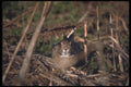123007 Cottontail Rabbit A4 Photo Print